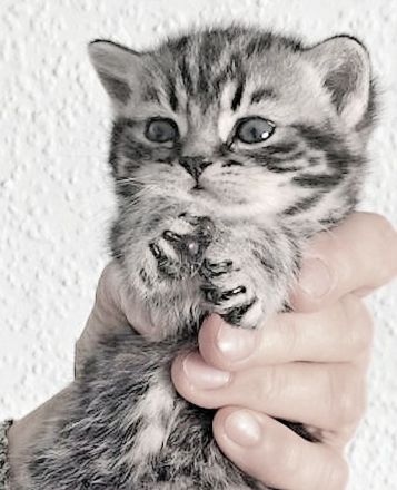 BKH-Schmusekaterchen Amor, silbertabby classic (Whiskas) , Berlin-Nordost.
