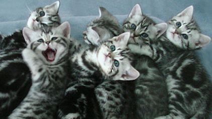BKH-Schmusekaterchen Amor, silbertabby classic (Whiskas) , Berlin-Nordost.