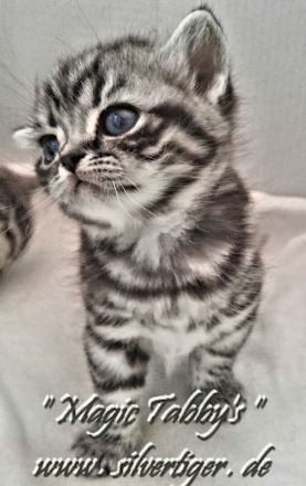BKH-Schmusekaterchen Amor u. Amely, silbertabby classic (Whiskas) , Berlin-Nordost.