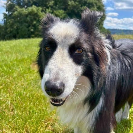 Lucky in 73525 Schwäbisch Gmünd sucht sein Für-imemer-Zuhause
