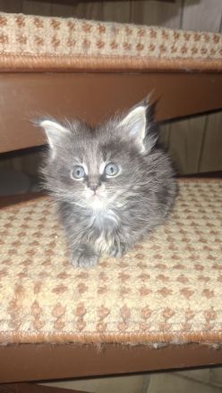 Main coon kitten
