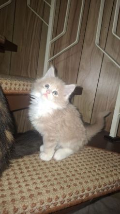 Main coon kitten