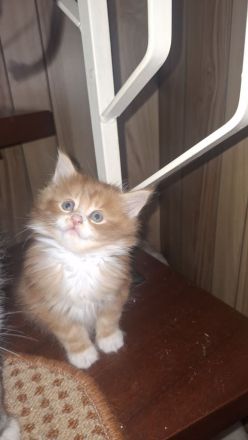 Main coon kitten