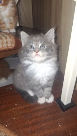 Main coon kitten