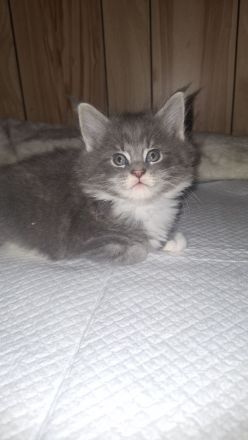 Main coon kitten