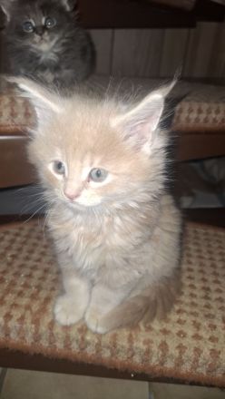 Main coon kitten