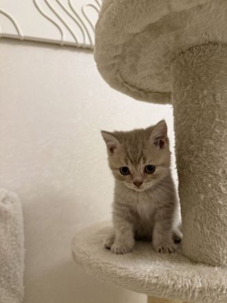 BKH-Kitten