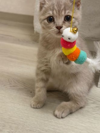 BKH-Kitten