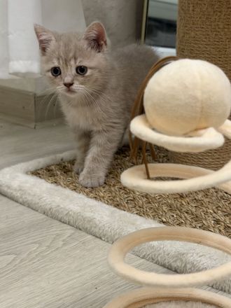 BKH-Kitten