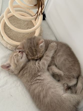 BKH-Kitten