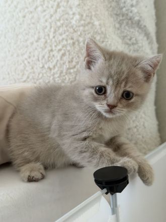 BKH-Kitten