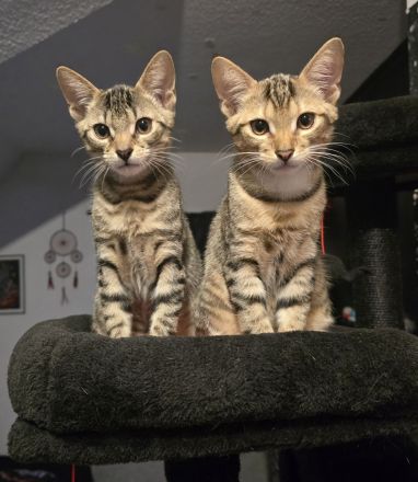 Kitten:Traumhafter Hübscher Prinz sucht sein Zuhause!