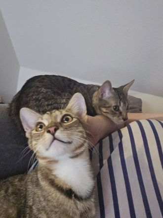 Kitten:Traumhafter Hübscher Prinz sucht sein Zuhause!