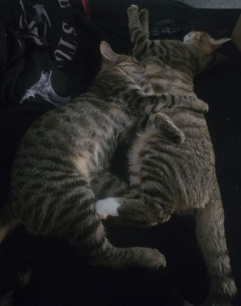 Kitten:Traumhafter Hübscher Prinz sucht sein Zuhause!