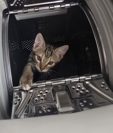 Kitten:Traumhafter Hübscher Prinz sucht sein Zuhause!