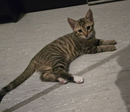 Kitten:Traumhafter Hübscher Prinz sucht sein Zuhause!