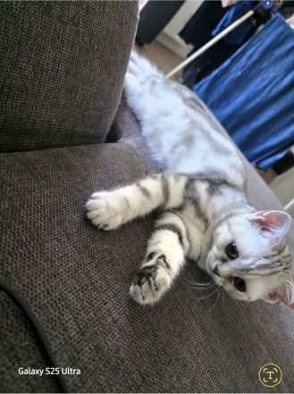 BKH Kitten Silver Black Tabby