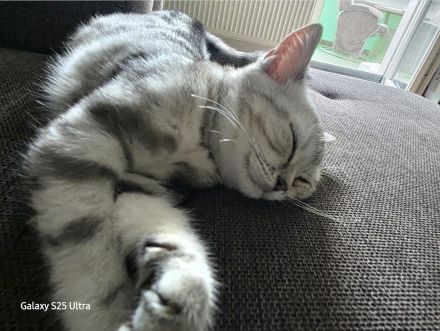 BKH Kitten Silver Black Tabby
