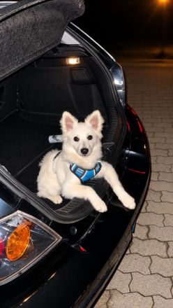 Liebevolles neues Zuhause für Mittelspitz gesucht ❤️