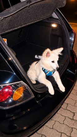 Liebevolles neues Zuhause für Mittelspitz gesucht ❤️