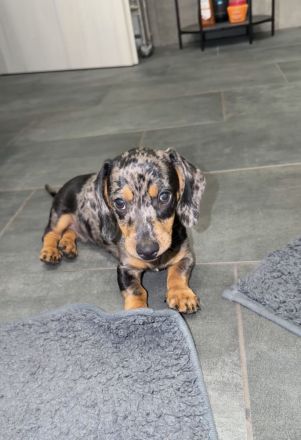 Kurzhaar Zwergdackel