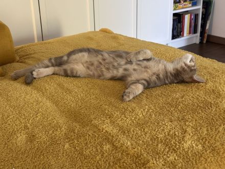 🐾 Liebevolles Zuhause für unsere hübsche Nala gesucht 🐾