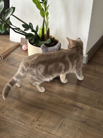 🐾 Liebevolles Zuhause für unsere hübsche Nala gesucht 🐾