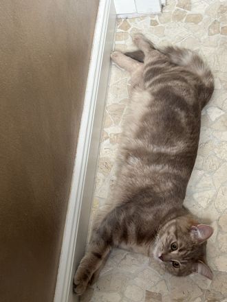 🐾 Liebevolles Zuhause für unsere hübsche Nala gesucht 🐾