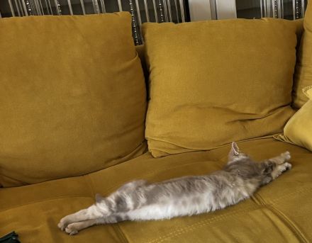 🐾 Liebevolles Zuhause für unsere hübsche Nala gesucht 🐾