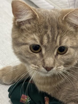 🐾 Liebevolles Zuhause für unsere hübsche Nala gesucht 🐾