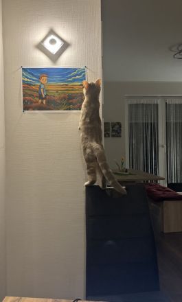 🐾 Liebevolles Zuhause für unsere hübsche Nala gesucht 🐾