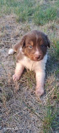 Australian Shepherd Welpen