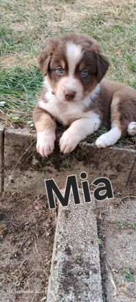 Australian Shepherd Welpen
