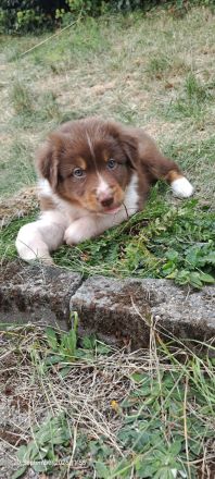 Australian Shepherd Welpen