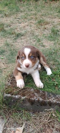 Australian Shepherd Welpen