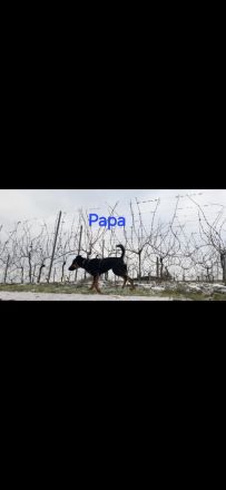 Jack Russell Foxterrier Mix Welpen