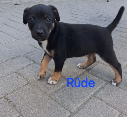 Jack Russell Foxterrier Mix Welpen