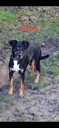 Jack Russell Foxterrier Mix Welpen