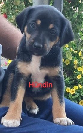 Jack Russell Foxterrier Mix Welpen