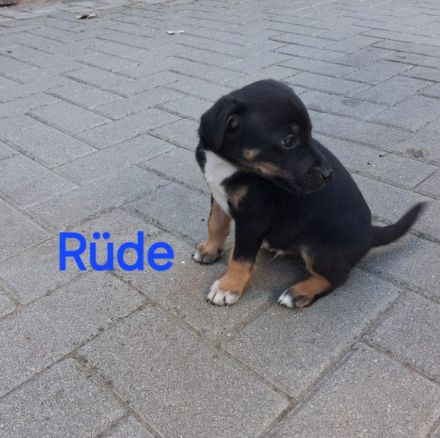 Jack Russell Foxterrier Mix Welpen