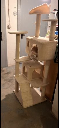 Kitten Britisch-Langhaar Mix 2 Kater (Kinder haben Allergie)