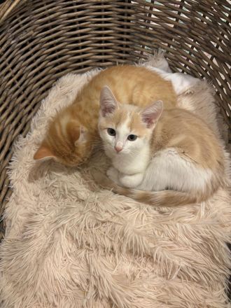 Kitten Britisch-Langhaar Mix 2 Kater (Kinder haben Allergie)