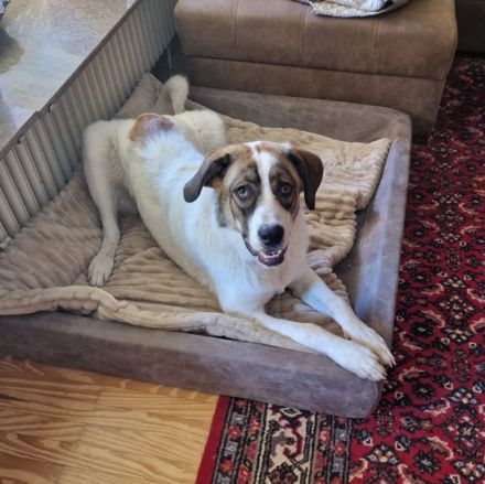 Tonno, geb. ca. 11/2025, lebt in 27324 Eystrup