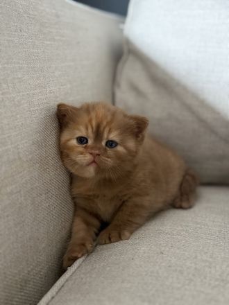 Fifi Belle of Zucci Rucci (cinnamon tortie girl)
