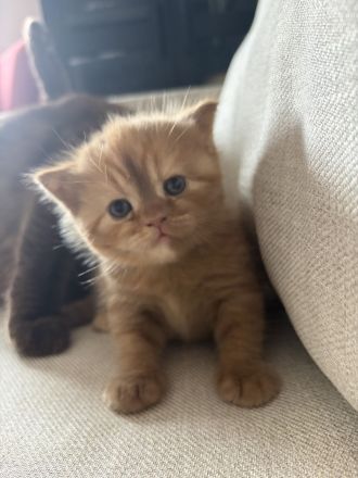 Fifi Belle of Zucci Rucci (cinnamon tortie girl)