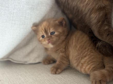 Fifi Belle of Zucci Rucci (cinnamon tortie girl)