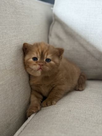 Fifi Belle of Zucci Rucci (cinnamon tortie girl)