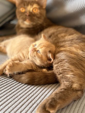 Fifi Belle of Zucci Rucci (cinnamon tortie BKH girl)