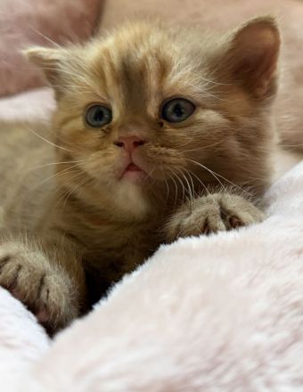Fifi Belle of Zucci Rucci (cinnamon tortie BKH girl)