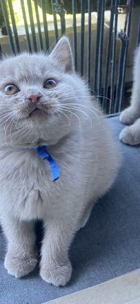 Liebevolle BKH-Kitten mit Stammbaum suchen ihr Für-immer-Zuhause